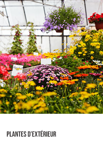 Plantes d'extérieur en pépinière